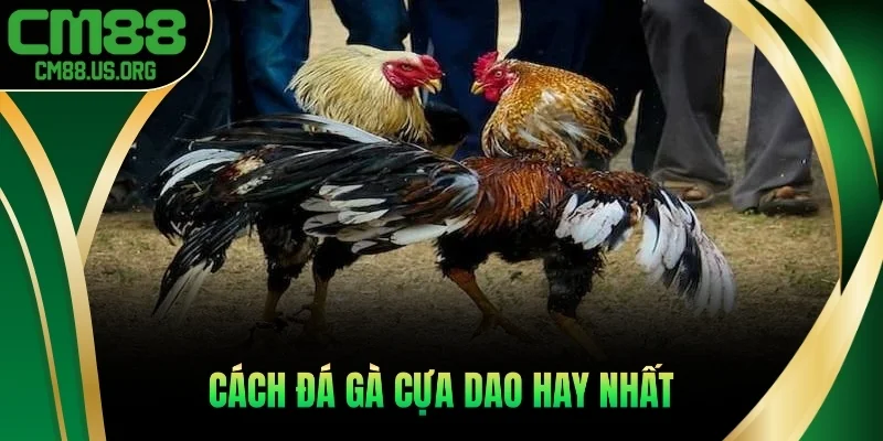 Cách đá gà cựa dao hay nhất
