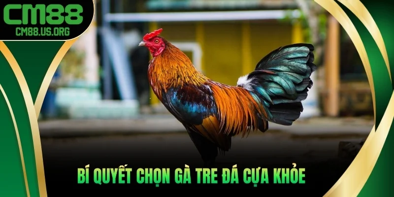 Bí quyết chọn gà tre đá cựa khỏe