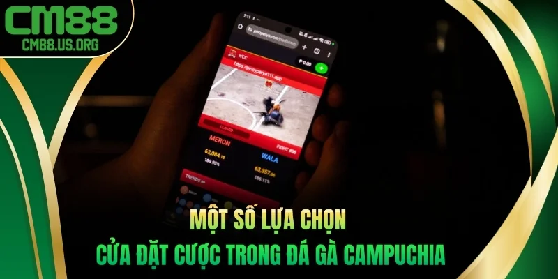 Một số lựa chọn cửa đặt cược trong đá gà Campuchia