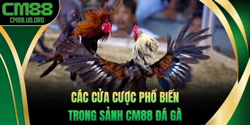 Các cửa cược phổ biến trong sảnh cm88 đá gà 