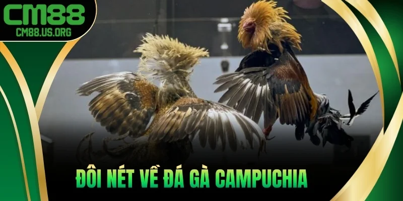 Đôi nét về đá gà Campuchia 