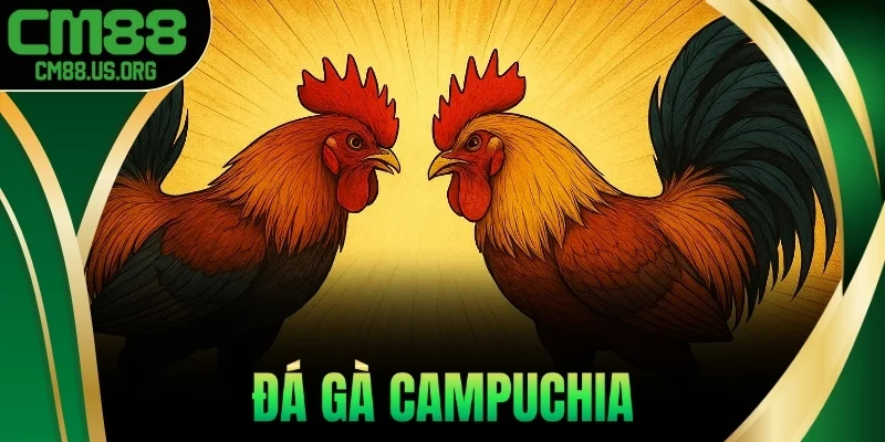 Đá Gà Campuchia - Trải Nghiệm Trường Thomo Thực Tế 2025