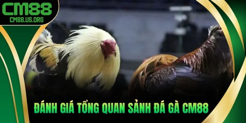 Đánh giá tổng quan sảnh Đá Gà cm88