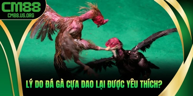 Lý do đá gà cựa dao lại được yêu thích?