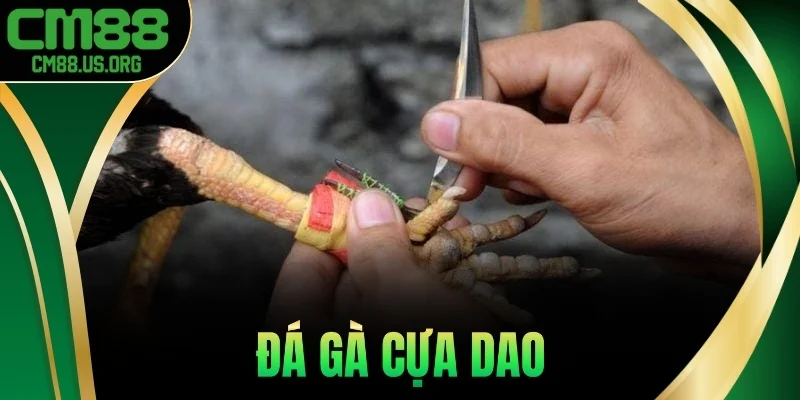 Tìm Hiểu Về Đá Gà Cựa Dao Trực Tiếp Mới Nhất 2025