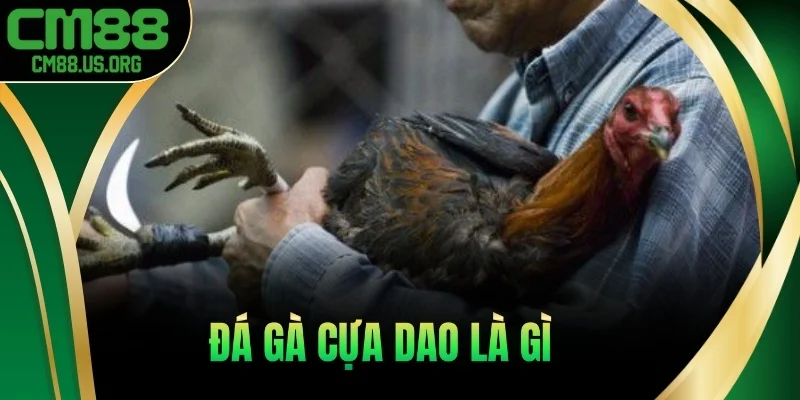 Đá gà cựa dao là gì