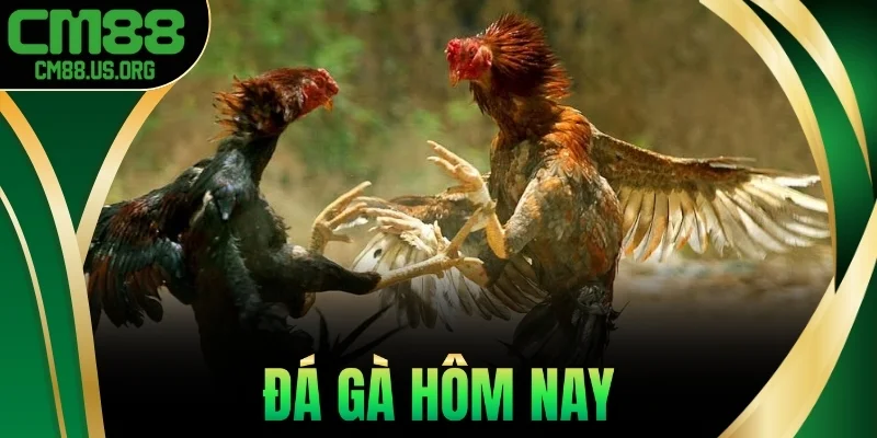 Cm88 - Địa Chỉ Cá Cược Đá Gà Hôm Nay Uy Tín Nhất 2025