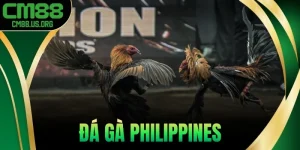 Đá Gà Philippines - Giải Đấu Lớn, Gà Chiến Đỉnh Cao 2025