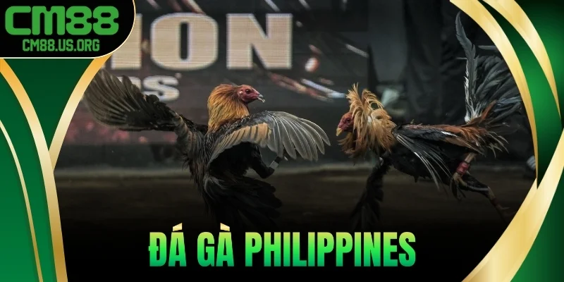 Đá Gà Philippines - Giải Đấu Lớn, Gà Chiến Đỉnh Cao 2025