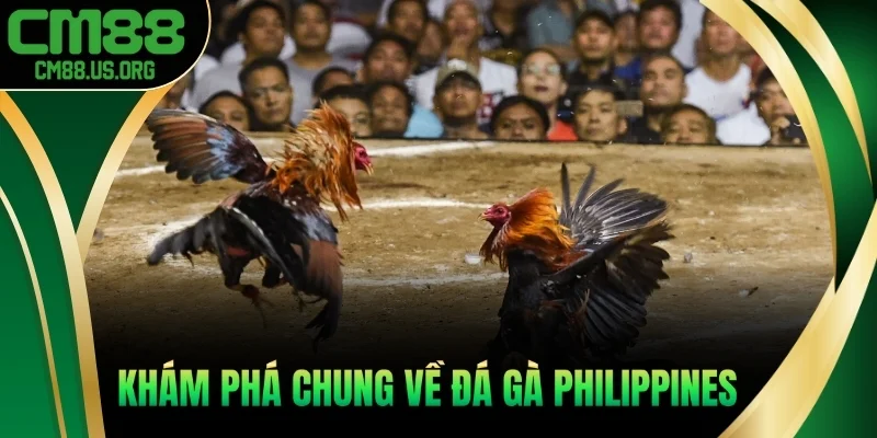 Khám phá chung về đá gà Philippines