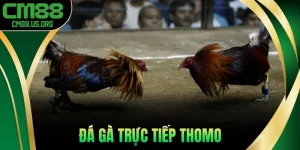 Đá Gà Trực Tiếp Thomo - Giải Đấu Đỉnh Cao Campuchia 2025