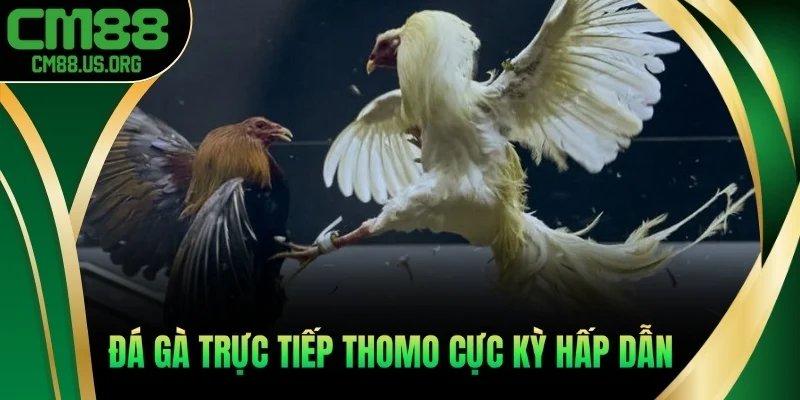 Đá gà trực tiếp Thomo cực kỳ hấp dẫn