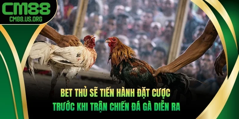 Bet thủ sẽ tiến hành đặt cược trước khi trận chiến đá gà diễn ra