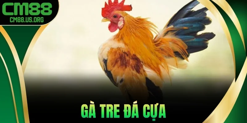 Gà Tre Đá Cựa - Dòng Gà Chiến Mini Sát Thương Cực