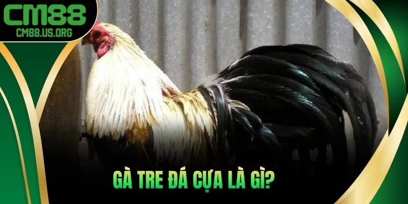 Gà tre đá cựa là gì?