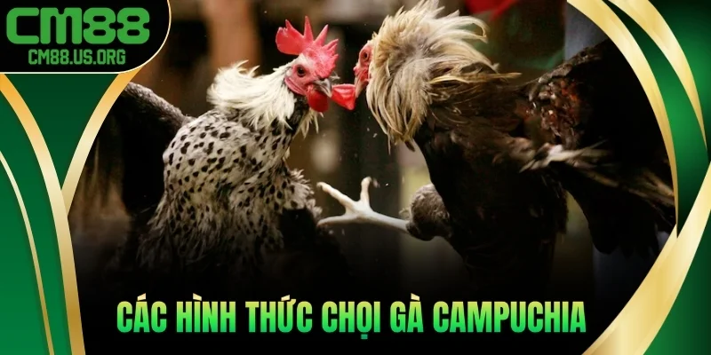 Các hình thức chọi gà Campuchia
