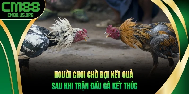 Người chơi chờ đợi kết quả sau khi trận đấu gà kết thúc