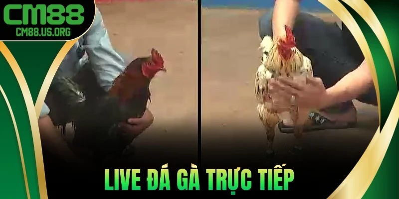Live Đá Gà Trực Tiếp Cm88 - Trải Nghiệm Cá Cược Đỉnh Cao