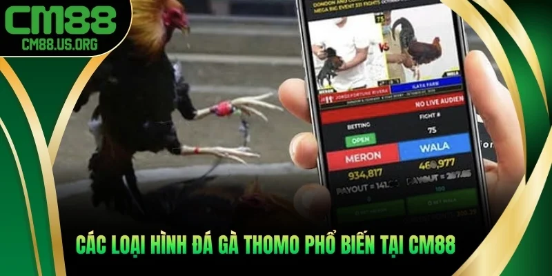 Các loại hình đá gà Thomo phổ biến tại cm88