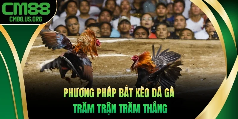 Phương pháp bắt kèo đá gà trăm trận trăm thắng