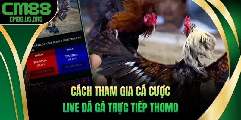 Cách tham gia cá cược live đá gà trực tiếp Thomo 