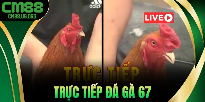 Trực Tiếp Đá Gà 67 - Xem Trận Đấu Nảy Lửa Mỗi Ngày Tại Cm88