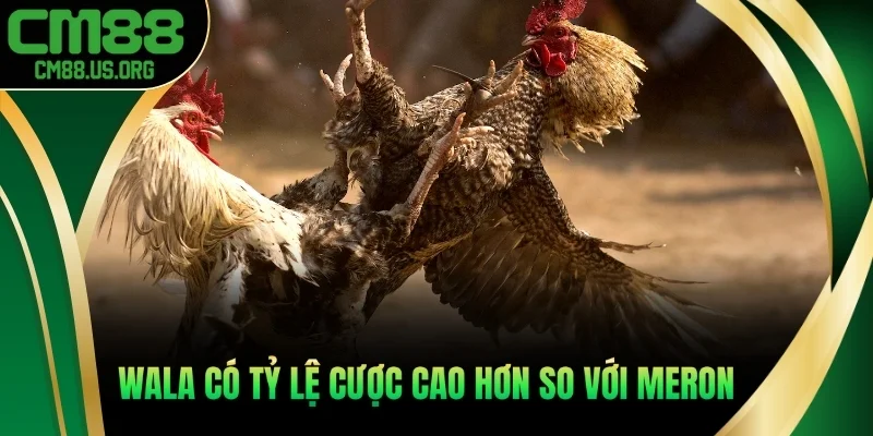 Wala có tỷ lệ cược cao hơn so với Meron